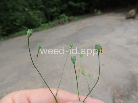 nipplewort